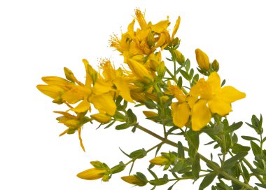 hypericum izole