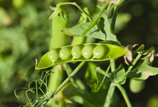 豌豆种植 — 图库照片
