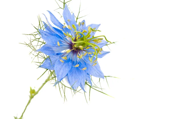 Izole Peygamber Çiçeği — Stok fotoğraf