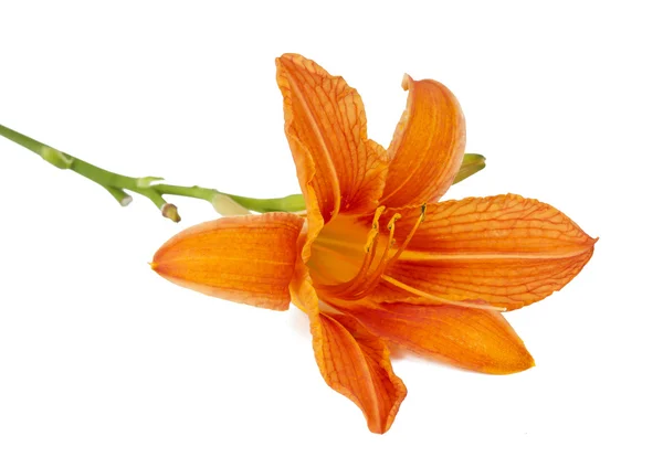 Pomarańczowy lilia na białym tle — Zdjęcie stockowe
