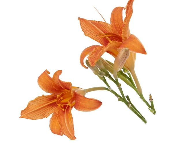 Turuncu lily izole — Stok fotoğraf