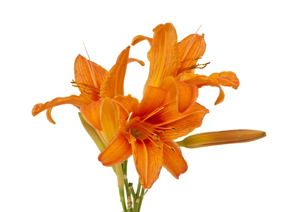 Oranžové lilie, samostatný — Stock fotografie