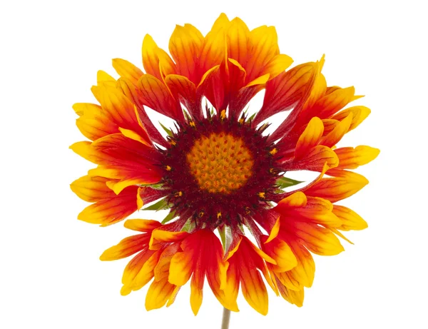 Gaillardia kwiat — Zdjęcie stockowe