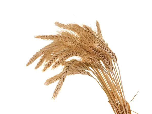 小麦耳朵隔离 — 图库照片