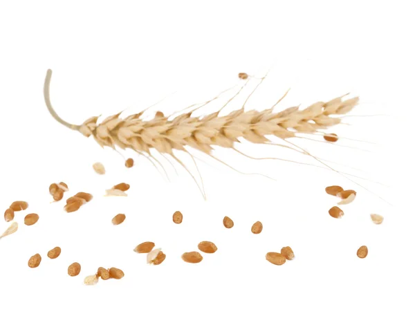 Ухо пшеницы изолированы — стоковое фото