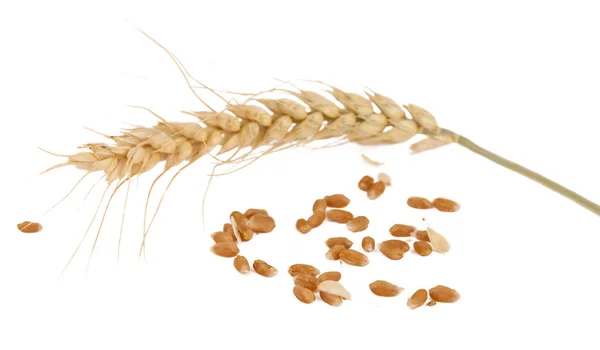 Ухо пшеницы изолированы — стоковое фото