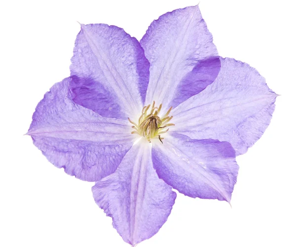 Izolovaný květ — Stock fotografie