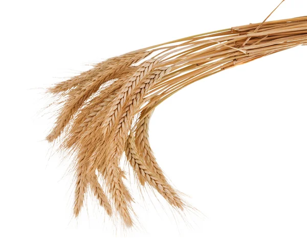 Orejas de trigo aisladas —  Fotos de Stock