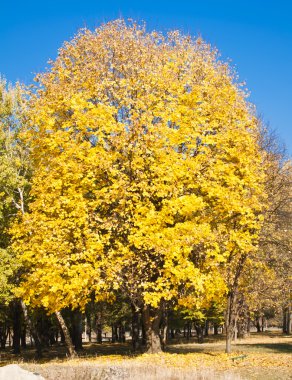 golden park ağaçlarında yapraklarda doğal görünümü