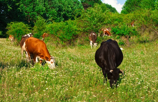 吃草的母牛 — 图库照片