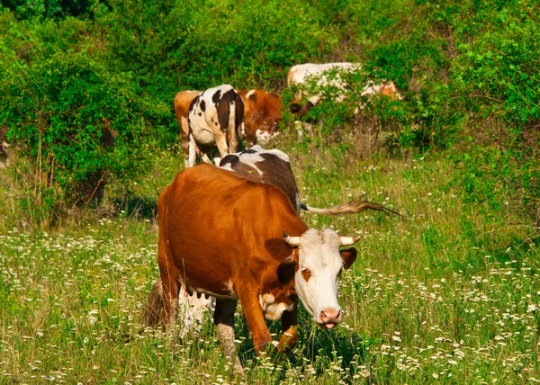 Cows graze — Stock Photo, Image