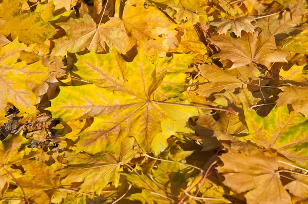 Hojas de color amarillo dorado en otoño — Foto de Stock