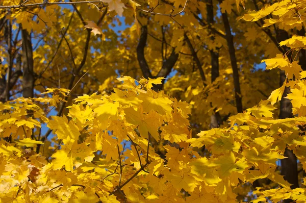 Folhas amarelas douradas — Fotografia de Stock