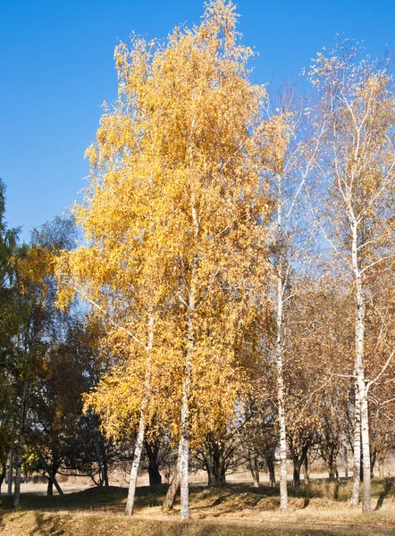 Vista panorámica de las hojas doradas de los árboles en el parque —  Fotos de Stock