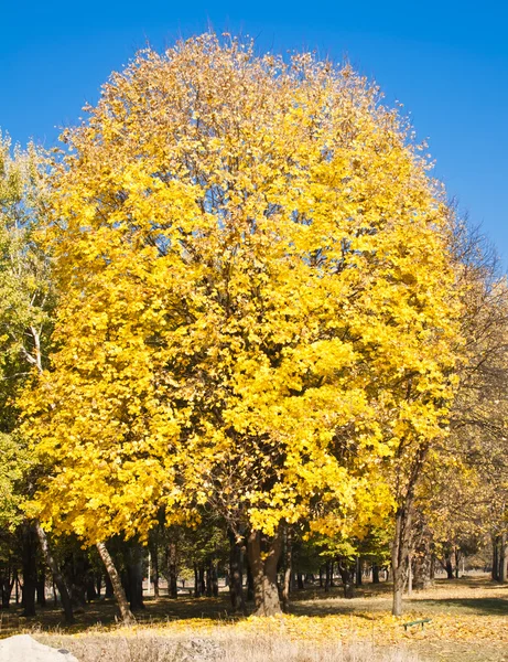 公園の木に黄金の葉の風光明媚なビュー — ストック写真