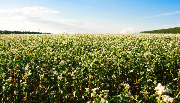 Buckwheat field — Stock Photo, Image
