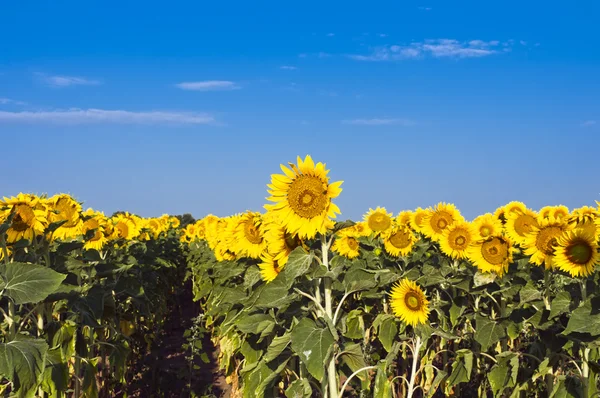 Field of sunflowers — Stock Photo, Image