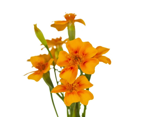 Bunga marigold — Stok Foto