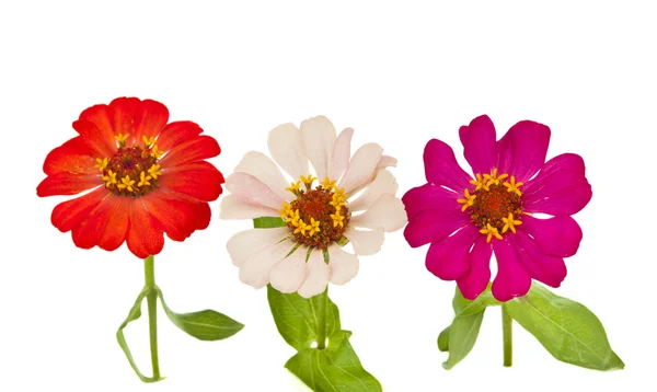 stock image Zinnia flower