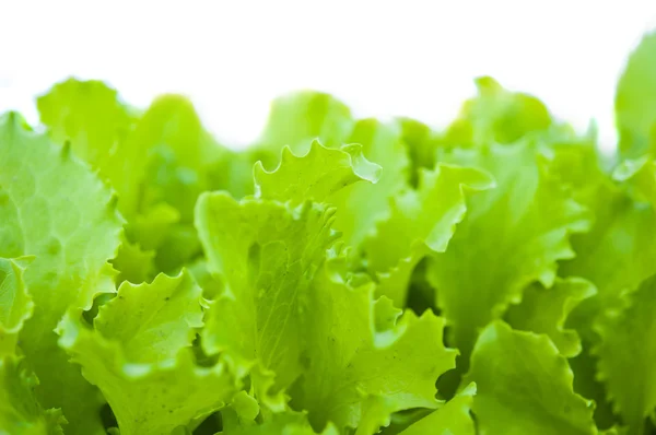Green lettuce isolated — Stock Photo, Image