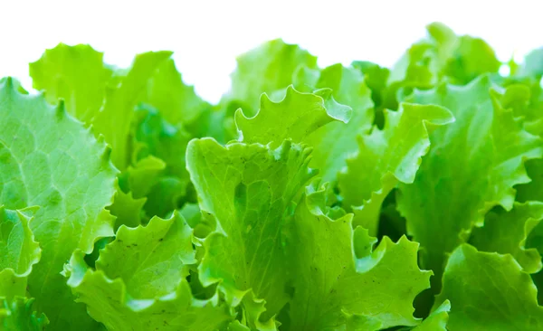 Grüner Salat isoliert — Stockfoto