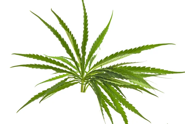 Cannabis geïsoleerd — Stockfoto