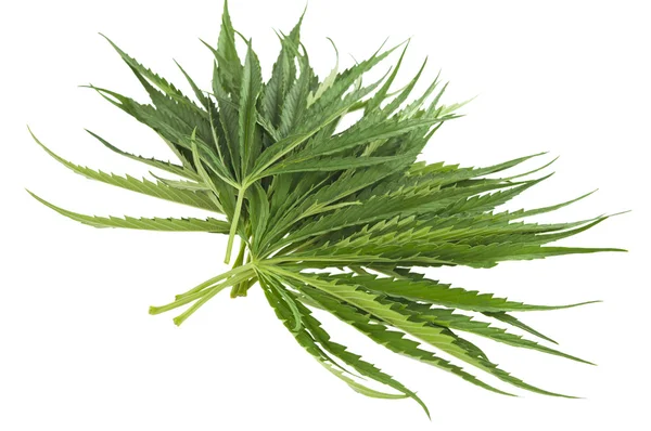 Cannabis isolerade — Stockfoto