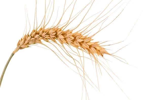 小麦被隔绝的耳朵 — 图库照片