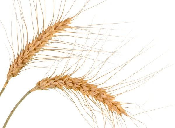 Klas pšenice, izolované — Stock fotografie