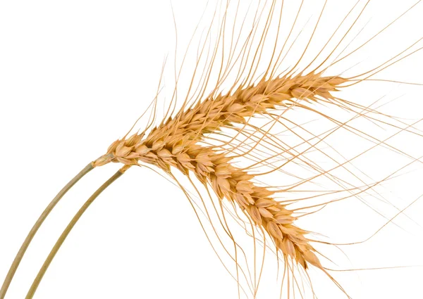 Klas pšenice, izolované — Stock fotografie