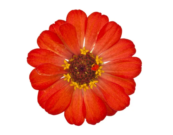 Cynia kwiat — Zdjęcie stockowe