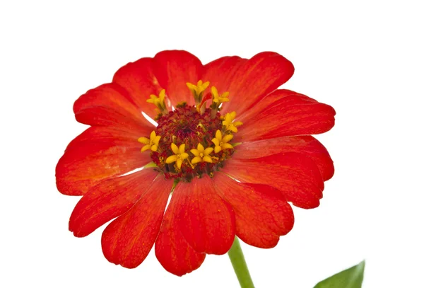 Zinnia çiçeği — Stok fotoğraf