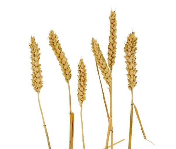 Uši pšenice, samostatný — Stock fotografie