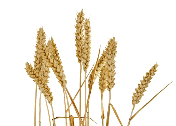 Buğday kulak izole — Stok fotoğraf