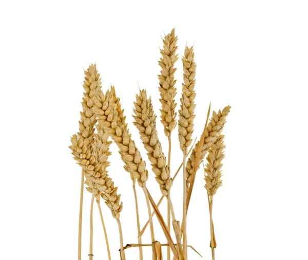 Orecchie di grano isolate — Foto Stock