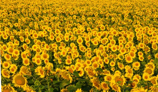 Field of yellow sunflowers. — Stock Photo, Image