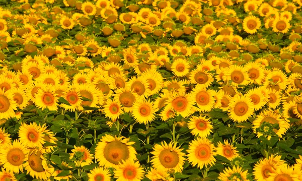 Field of yellow sunflowers. — Stock Photo, Image
