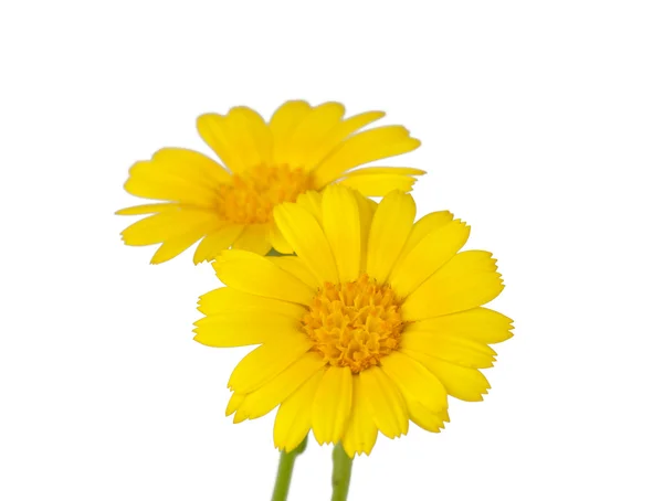 Louka žlutý květ — Stock fotografie
