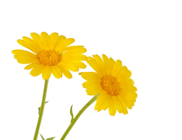 Fiore giallo prato — Foto Stock