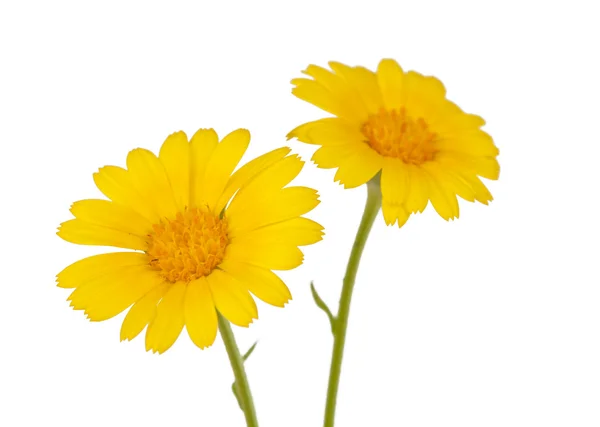 草原の黄色の花 — ストック写真