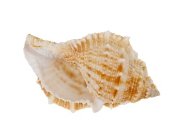 Shell isolated clipart