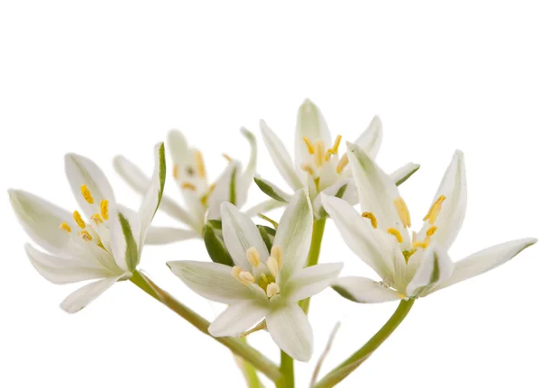 Άσπρα λουλούδια που απομονώνονται — Φωτογραφία Αρχείου