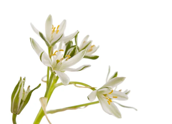 Witte bloemen geïsoleerd — Stockfoto