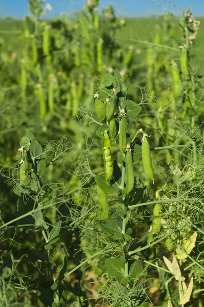 Peas growing — Stock Photo, Image
