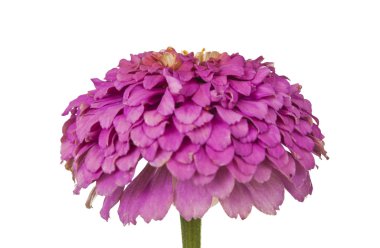 çiçek açması pembe zinnia