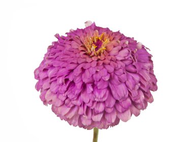 çiçek açması pembe zinnia