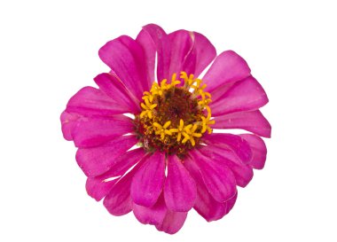 çiçek açması pembe zinnia