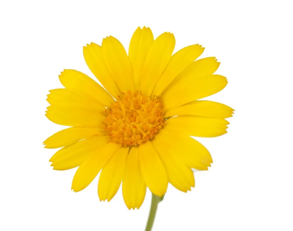 초원 노란 꽃 — 스톡 사진