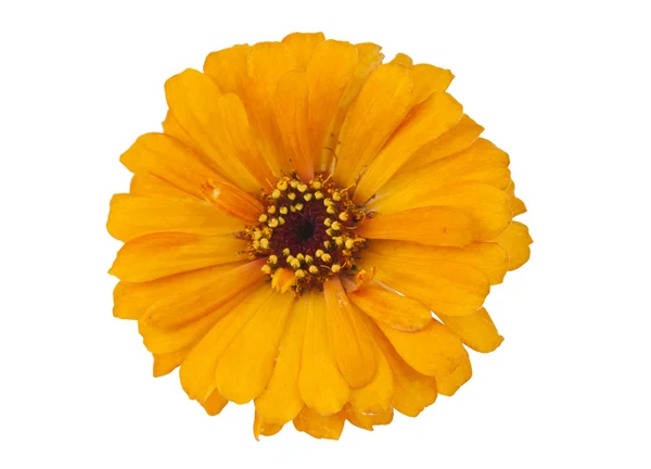 Yellow Zinnia isolated — Stock Photo, Image