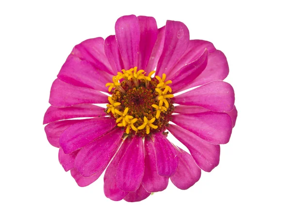 Blommande rosa zinnia — Stockfoto